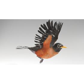 3D Robin Animated